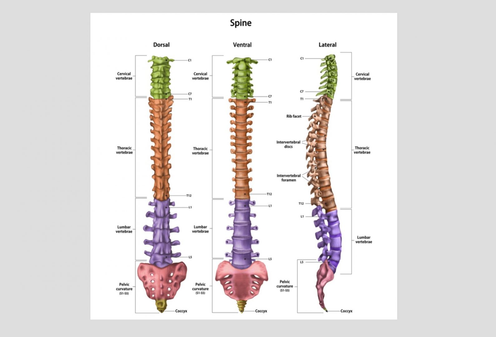 Printable Spine Diagram With Labels The Vertebral Col - vrogue.co