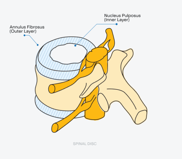 The Spine: Anatomy and Function