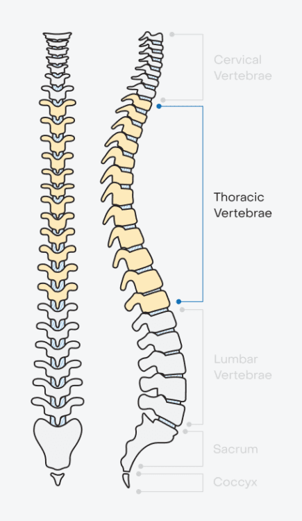 The Spine: Anatomy and Function